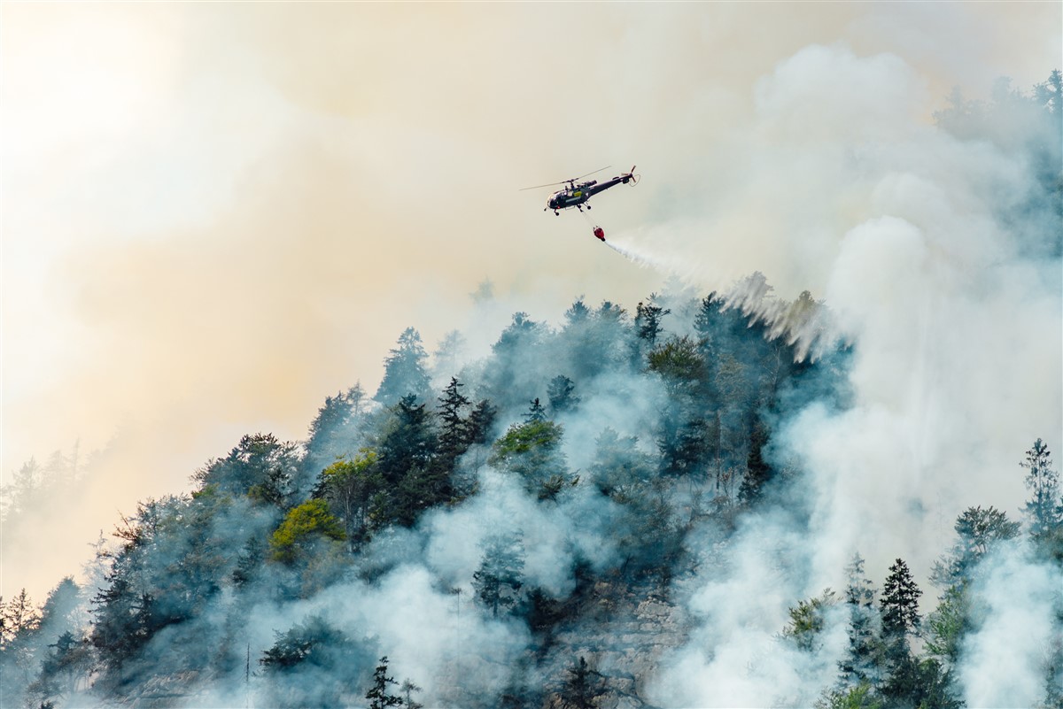 Flambée des feux de forêt