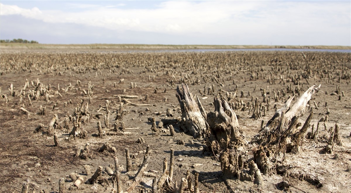 Impact du réchauffement climatique