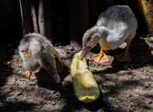 agriculture biologique