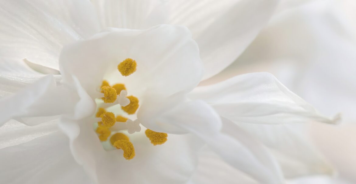 Close up of white flower