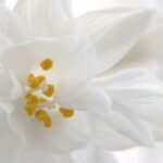Close up of white flower