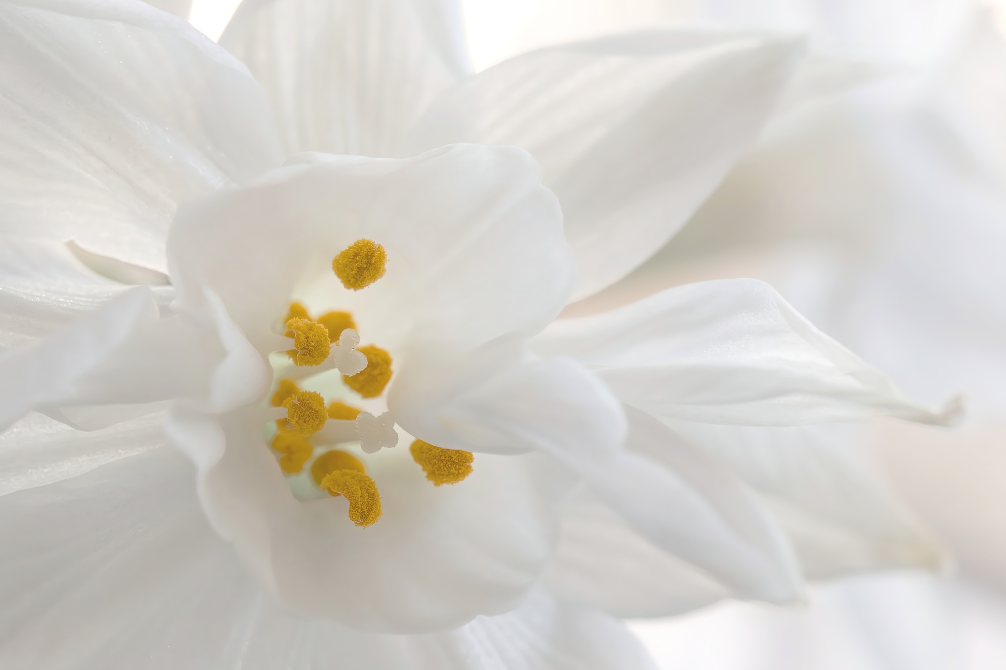 Close up of white flower