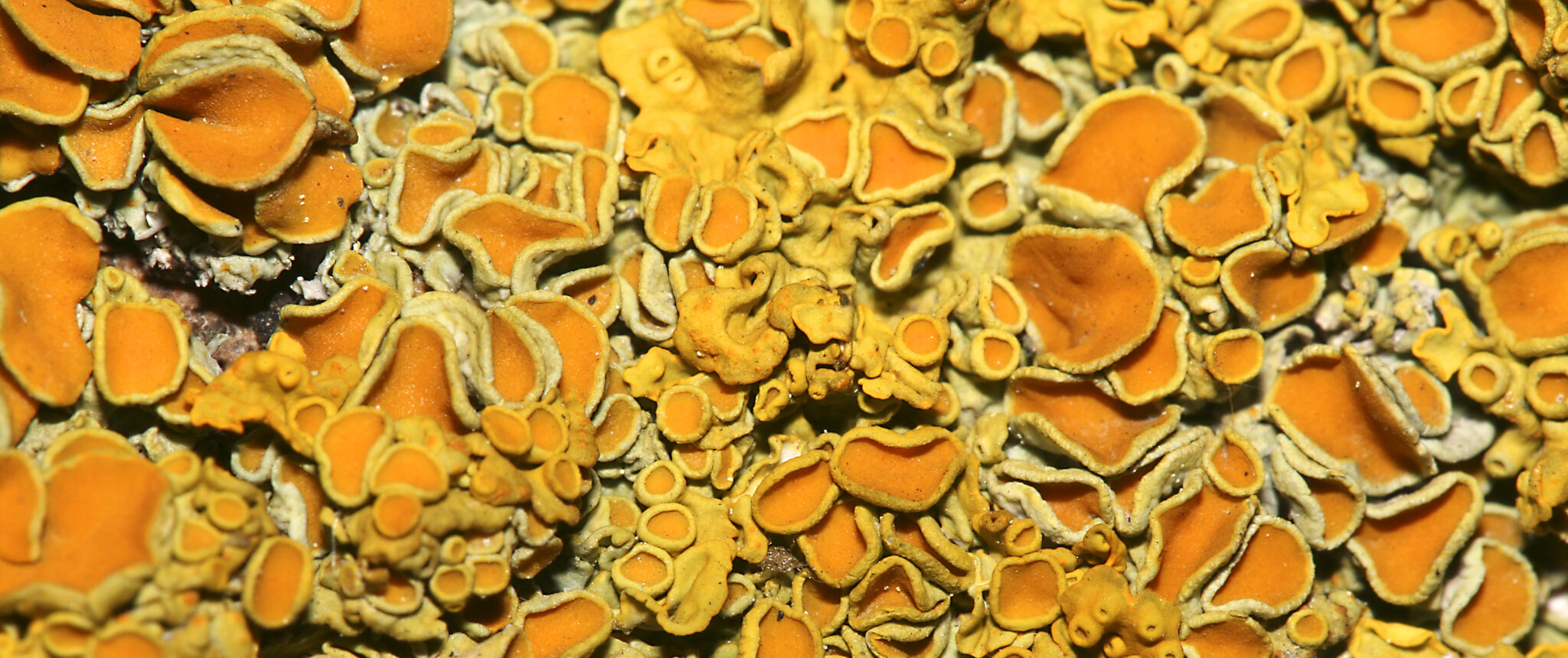 Champignon ressemblant à la mérule