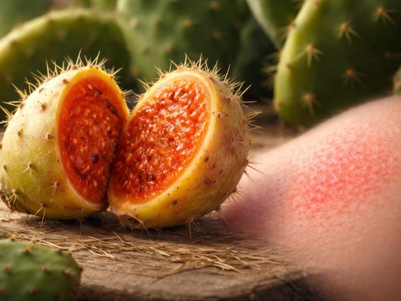 découvrez pourquoi la figue de barbarie toxique peut être dangereuse pour votre santé et apprenez à la reconnaître avec notre guide essentiel.