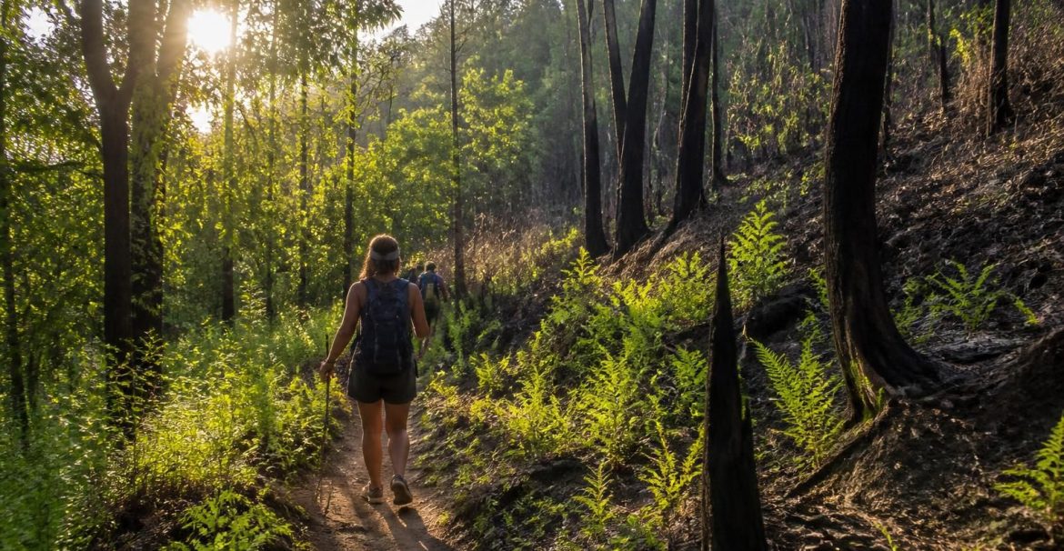 partez à l'aventure et découvrez la beauté sauvage de la forêt domaniale du grand brûlé grâce à nos itinéraires de randonnée adaptés à tous les niveaux.