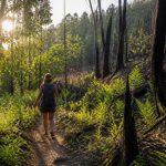 partez à l'aventure et découvrez la beauté sauvage de la forêt domaniale du grand brûlé grâce à nos itinéraires de randonnée adaptés à tous les niveaux.