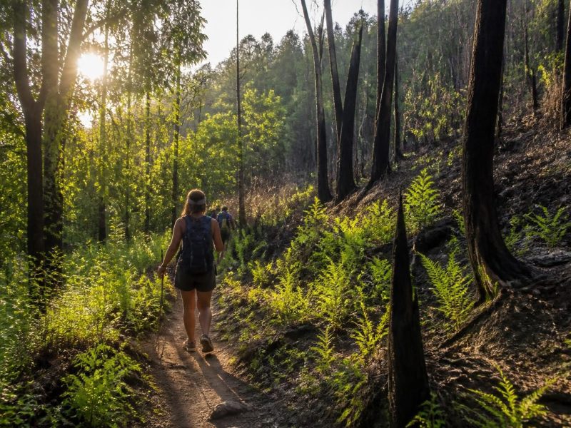 partez à l'aventure et découvrez la beauté sauvage de la forêt domaniale du grand brûlé grâce à nos itinéraires de randonnée adaptés à tous les niveaux.