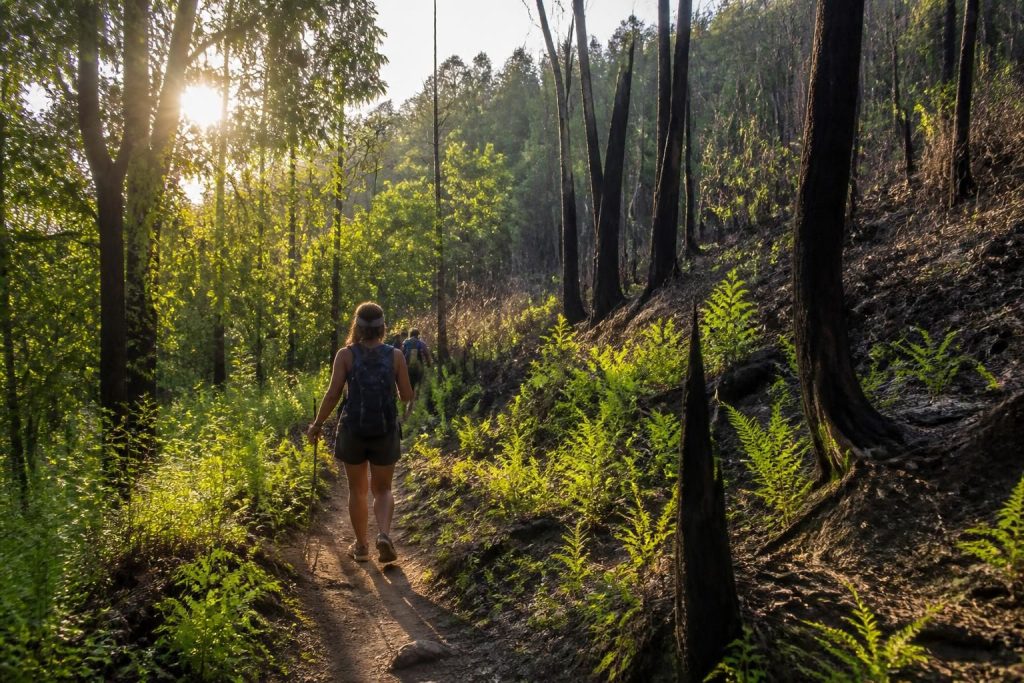 partez à l'aventure et découvrez la beauté sauvage de la forêt domaniale du grand brûlé grâce à nos itinéraires de randonnée adaptés à tous les niveaux.